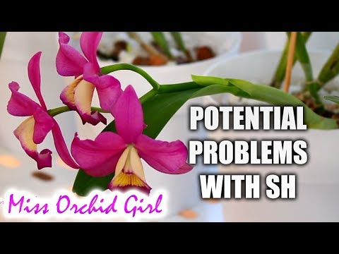 , title : 'Orchids in semi hydroponics - Possible problems and future plans | Part 2'