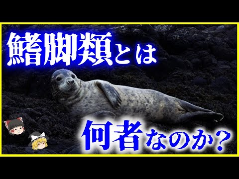 キクラデス諸島のセリフォス島近くのモンクアザラシ