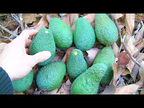 アボカドの木を地中で維持するにはどうすればよいですか?たくさんの実を収穫するための上手なお手入れの秘訣！  庭園