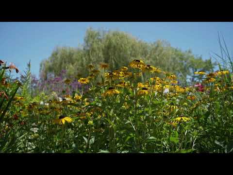 24 MEI 2021 - (ADILA) AKU DIA DAN LAGU, RADIO KLASIK