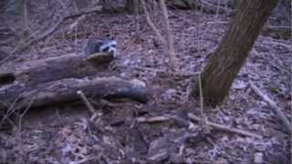 Download Lagu Greenhorn Trapping Part 9 Fox Coyote Coon Bobcat Mink Muskrat Thumbnail