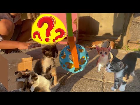 Abandoned Kittens want to  play with me