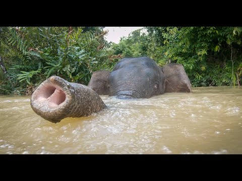 Robot Spy Elephant Takes A Bath With Pygmy Elephants