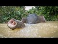 Robot Spy Elephant Takes A Bath With Pygmy Elephants