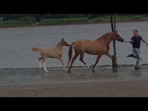 Auktionsfohlen Nr 36 SF v. FS Numero Uno - FS Don´t Worry