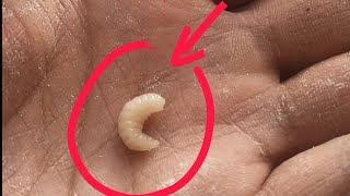 قمت بتقسيم النحل لكن وجدت بيوت ملكية كاذبة