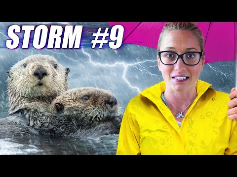 海獺如何在大氣河流中生存？ (How Do Sea Otters Survive Atmospheric Rivers?)