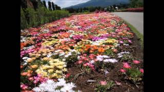 さよならの向こう側 Covered　by　Nara