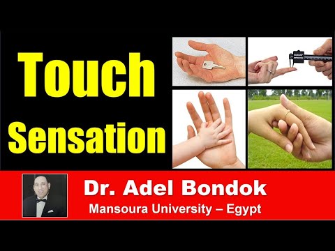 Pathway of Touch Sensation, Dr Adel Bondok