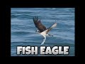 Fish Eagle Catching Fish Super Slomo