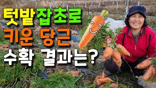 텃밭 잡초로 키운 당근 수확, 장기간 저장비법은? 당근수확 당근재배