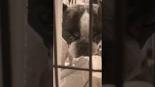 覗いてくる顔怖すぎ（笑）#shorts 　　　　　　　　　　　　　　　　　　　　　　　　　"The face peeking in is too scary, lol."