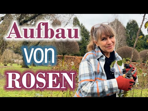 Rosen AUFBAU - Rosenschnitt formt die Blütendichte - ANLEITUNG: wie Rosen schneiden - detailliert!