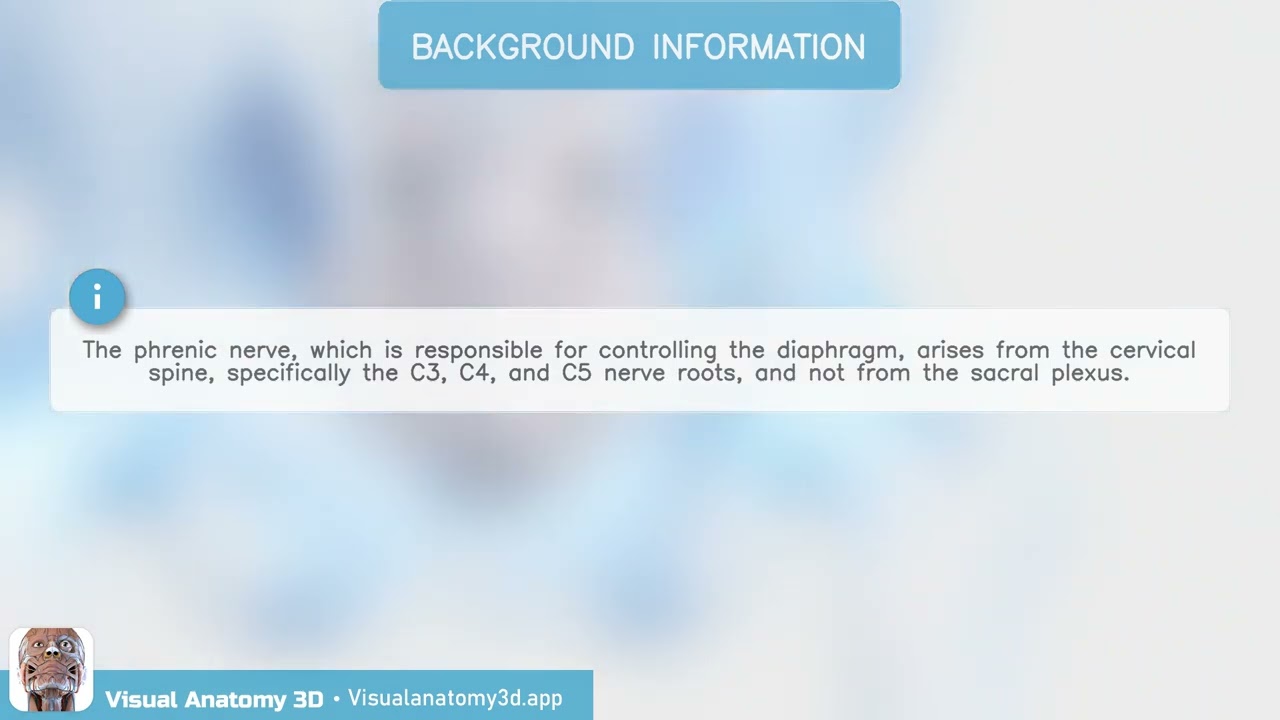 Anatomy Quiz  - sacrum (skeletal system)