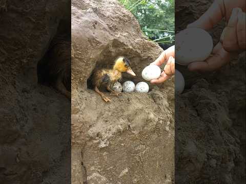 We Found Strange Eggs - Will Chicks Hatch From Them? 😱🥚 Part 2