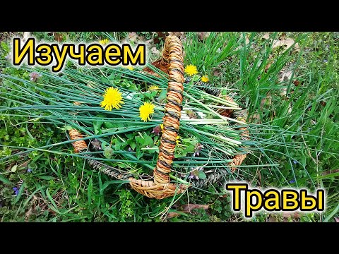 Изучаем полезные и съедобные травы (часть 2) #135