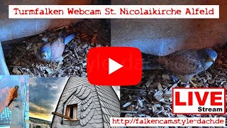 Lower Saxony · Alfeld · Kestrel nest at St. Nicolai Church live stream