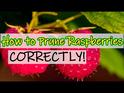 How to Prune Raspberries (2021) How to Recognise Summer & Autumn Varieties (UK)