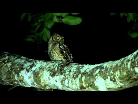 Peruvian Screech-Owl — Megascops roboratus — hlas a video