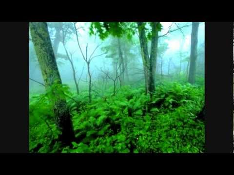 Graham LIoris - Walking Through The Forest (Original Mix)