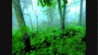 Graham LIoris - Walking Through The Forest (Original Mix)
