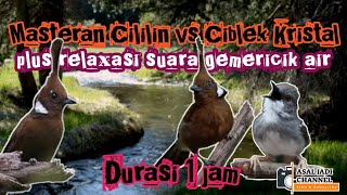 Download lagu masteran cililin vs masteran ciblek kristal ngebren jernih mp3