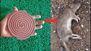 Kill rats with mosquito coil ||just 30 Minutes or Less ||