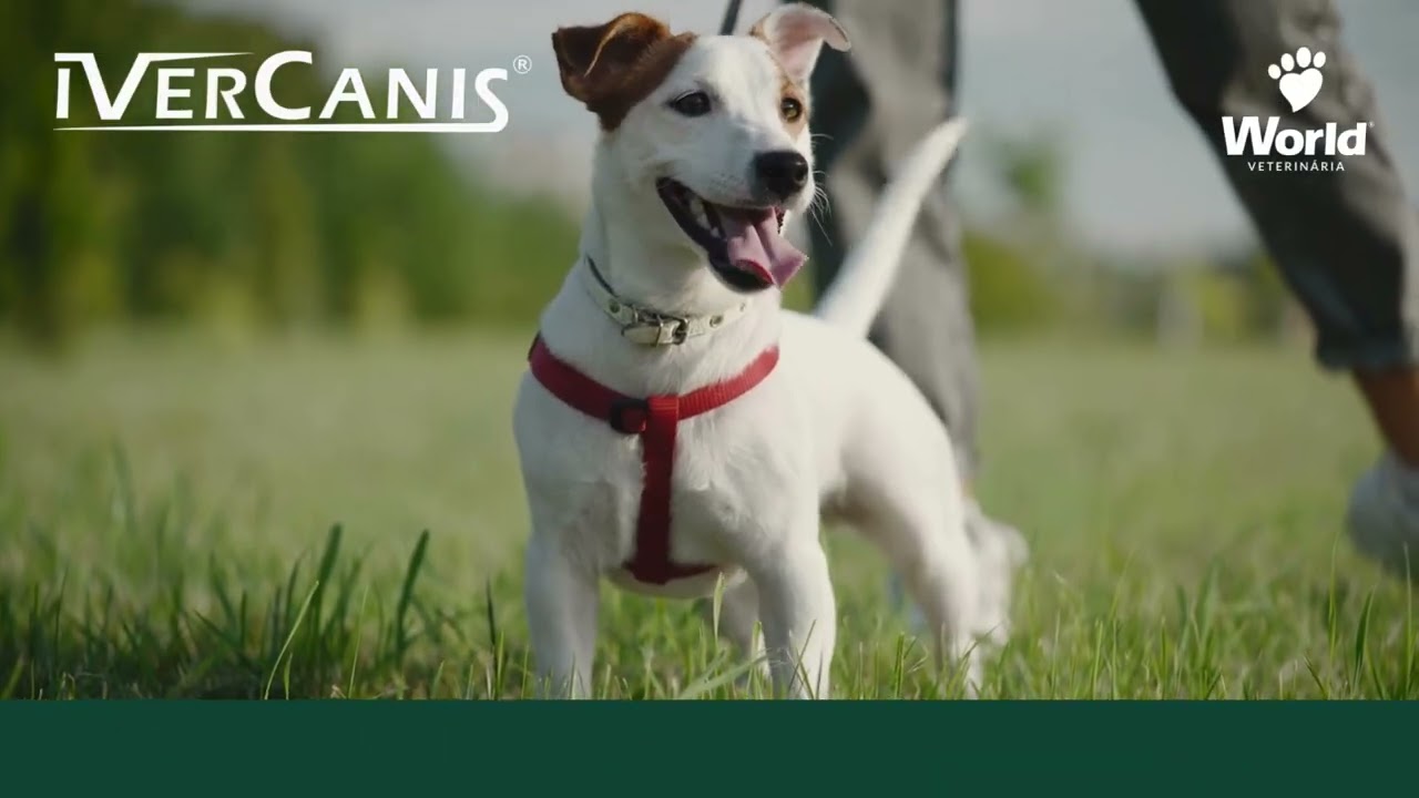 IverCanis