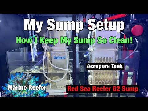 Reef Tank Sump Setup and How I Keep My Sump So Clean.