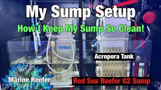 Reef Tank Sump Setup and How I Keep My Sump So Clean.
