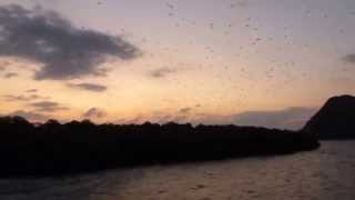 preview picture of video 'Flying Foxes (Bats) near Rinca Indonesia'