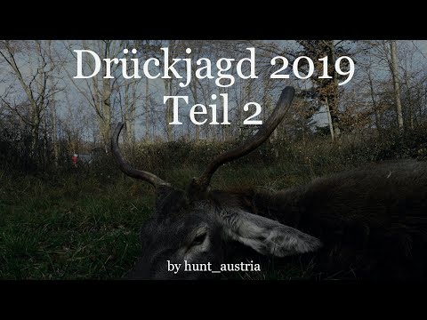 Drückjagd 2019 Teil2 // driven hunt 2019 part2