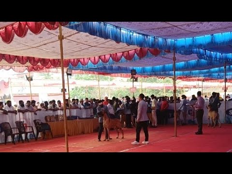 Karavali Dog Show 2022