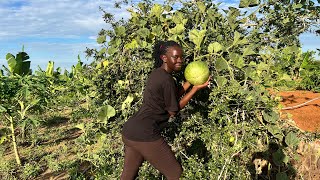 African Village Life / village tour