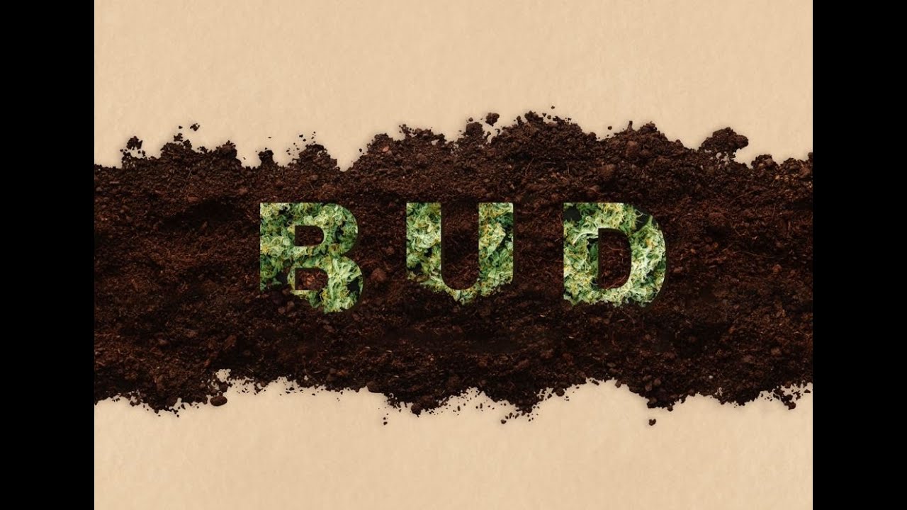 Bud (Short Film Trailer) 4K