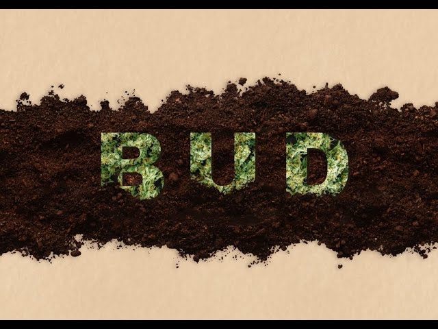 Bud (Short Film Trailer) 4K