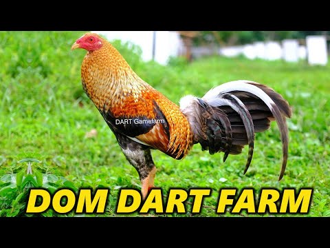 Dom Yellow Leg Hatch Sweater DART FARM Big Farm Cebu Philippines | Beautiful Birds