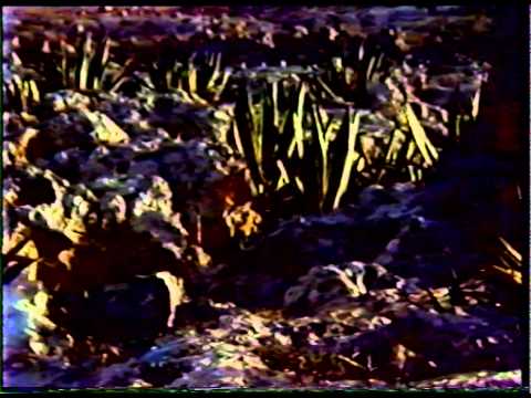 Mur Mose Mur - David Azzopardi:   Original