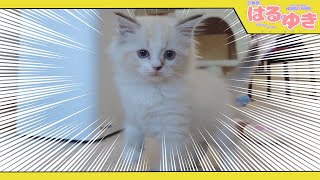 先住子猫と新入り子猫の予想外の初対面がこちら【召喚獣はるとゆき】