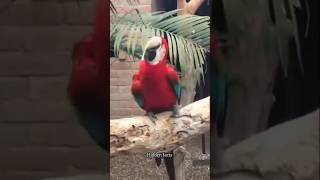 Download lagu Top 5 Funniest Birds Sounds in The World!🤣😂 mp3