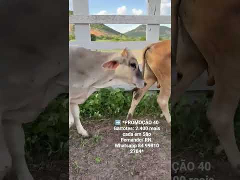 ➡️ *PROMOÇÃO 40 Garrotes: 2.400 reais cada em São Fernando/ RN. Whatsapp 84 99810 2784*#gado