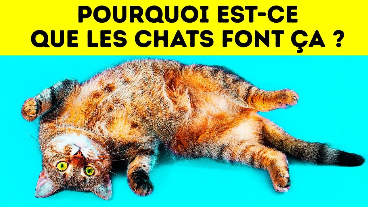Pourquoi Est-ce Que Les Chats se Mettent Sur le Dos Quand Ils te Voient ?
