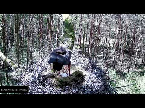 Bociany czarne online 2022 - Fermina i dwa niedawno wyklute pisklęta 19.05.2022