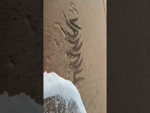 beautiful place beach🏖 #shortvideo #love ❤