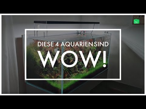 4 SUPER SCHÖNE AQUARIEN |Aquarien Bewerten | GarnelenTv