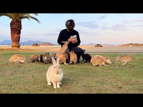 Sage und schreibe 600 Kaninchen! Reise zu Japans berühmter Kanincheninsel🐰