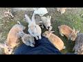 A Whopping 600 Rabbits Trip To Japan S Amazing Rabbit Island