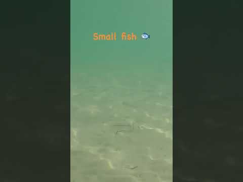 ปลาตัวเล็กตัวน้อยที่ Saint Lunaire | @thanika