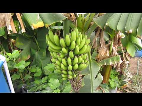 Pool House - figs and bananas