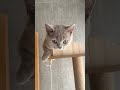 Kitten Meowing Very Loudly